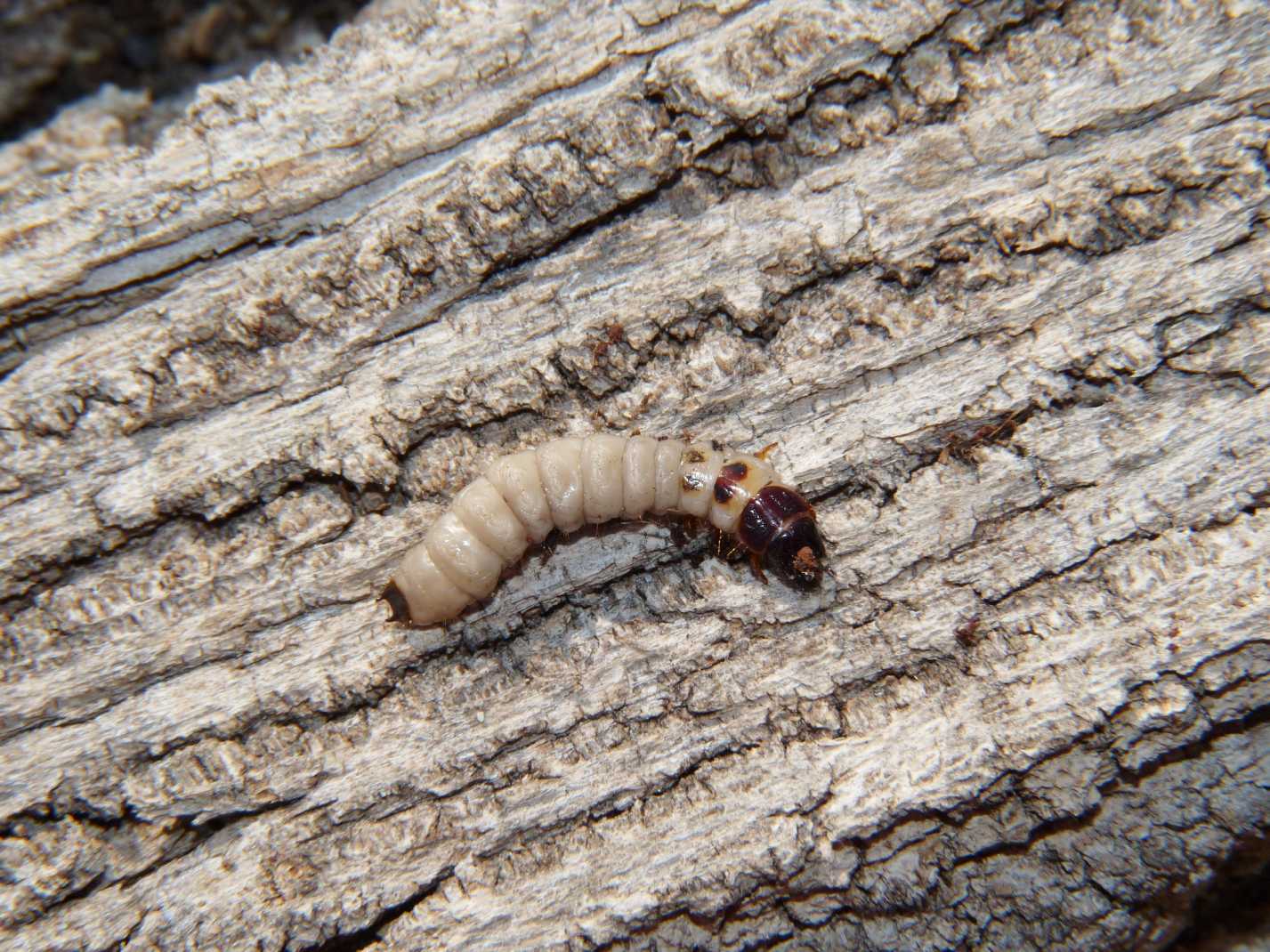 Larva in corteccia di pioppo morto: probabile Trogositidae